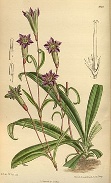 Gentiana gracilipes 141-8630.jpg