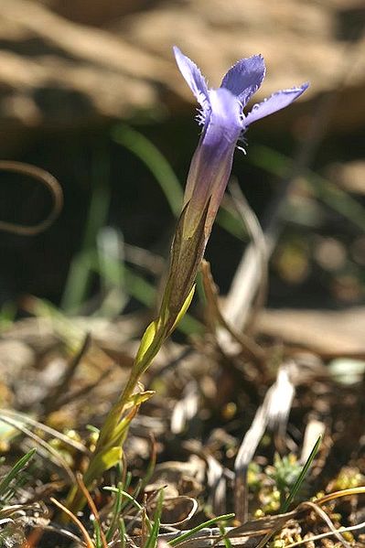 File:Gentianella ciliata.jpeg