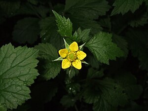 Common clove root (Geum urbanum)