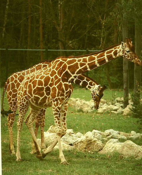 File:Giraffa camelopardalis reticulata Nürnberg.jpg