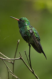 Golden-crowned Emerald - Ecuador S4E7998.jpg