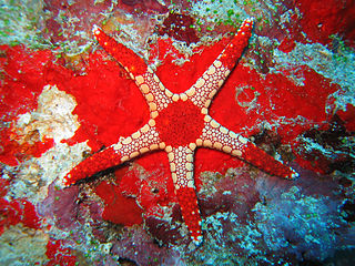 <i>Fromia monilis</i> Species of starfish