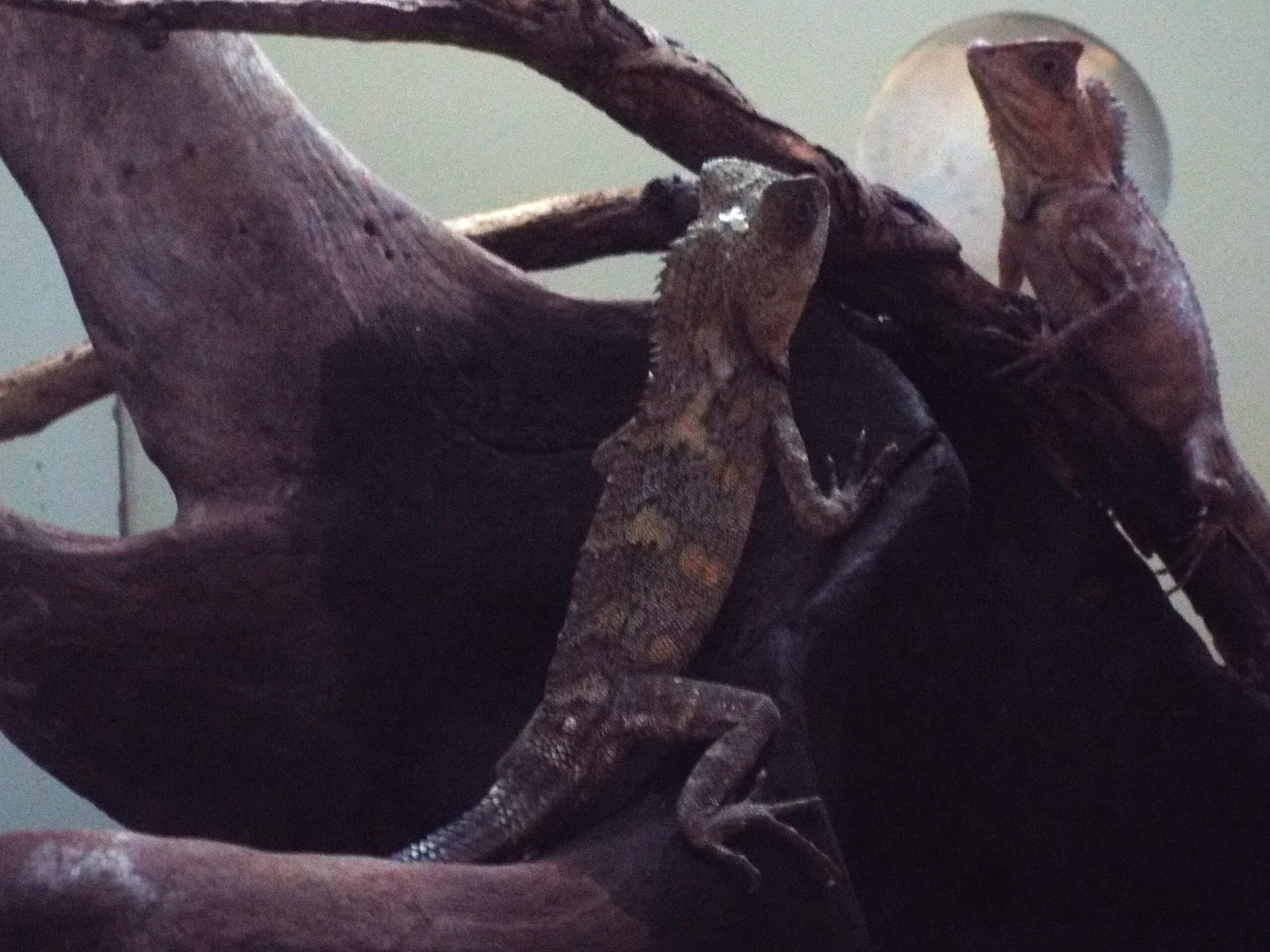 Chameleon forest dragon  Smithsonian's National Zoo and