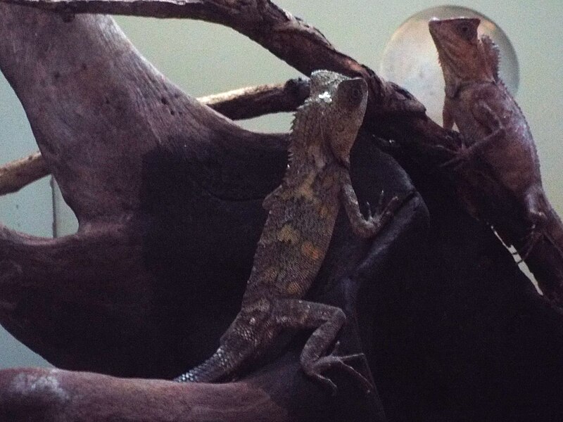 File:Gonocephalus chamaeleontinus Chameleon Forest Dragon.JPG