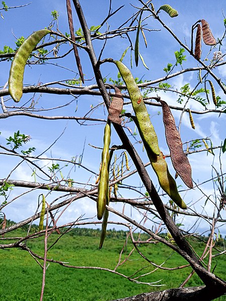 File:Gousses de Gliricidia sepium.jpg