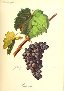 Graciano Variety of grape