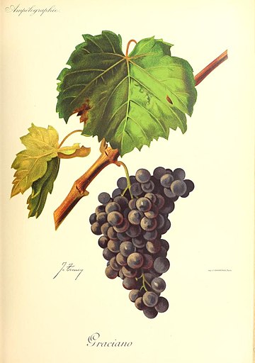 Graciano (uva)