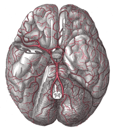 The arteries of the base of the brain. The tempora pole of the cerebrum and a portion of the cerebellar hemisphere have been removed on the right side.