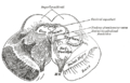 Поперечний розтин через середній мозок на рівні верхніх горбків чотиригорбкового тіла.