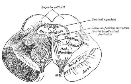 Midbrain tegmentum