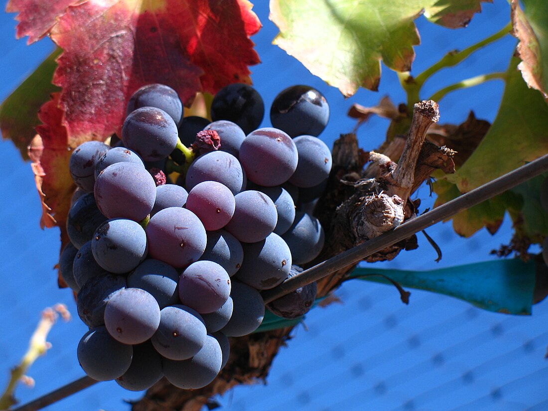 Grenache