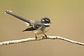 Grey Fantail, Brunkerville, New South Wales, Australia