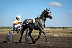 Grey Orlov Trotter.jpg