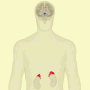 Hipotalamus-hipofiz-adrenal aks için küçük resim