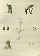 Habenaria diphylla