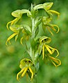 Habenaria marginata India - Goa