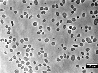 <i>Haloferax volcanii</i> Species of Halobacteria