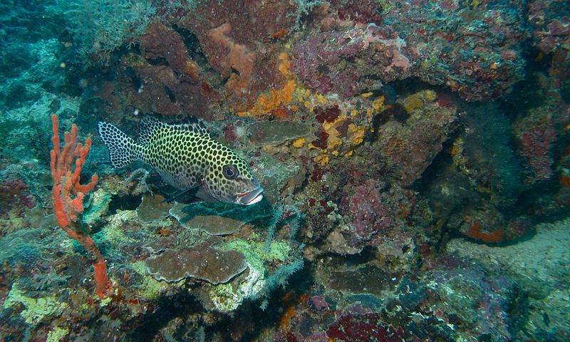 File:Harlequin Sweetlips (Plectorhinchus chaetodonoides) (6094254248).jpg