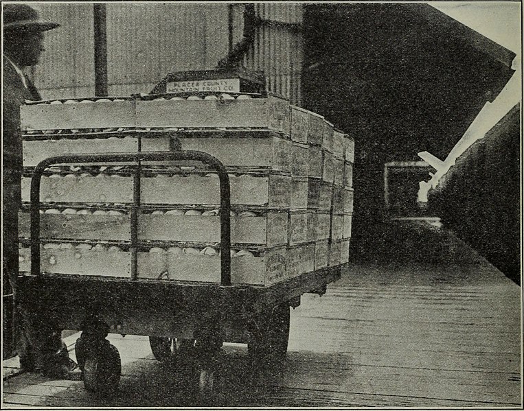 File:Harvesting and handling California peaches for eastern shipment (1922) (14597643410).jpg