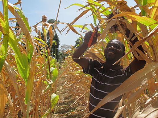 Harvesting sorghum in Port-au-Prince. Photo credit- SOIL (16593637862)