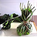 Haumania liebrechtsiana - leaf pouch for liboké.jpg
