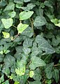 Hedera helix 'Lady Kay'