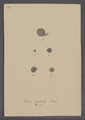 Helix pulchella - - Print - Iconographia Zoologica - Special Collections University of Amsterdam - UBAINV0274 089 01 0046.tif