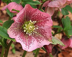 Fleur de rose de carême (Helleborus orientalis). (définition réelle 3 445 × 2 756)