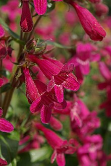 Hellersbeardtongue1a.jpg