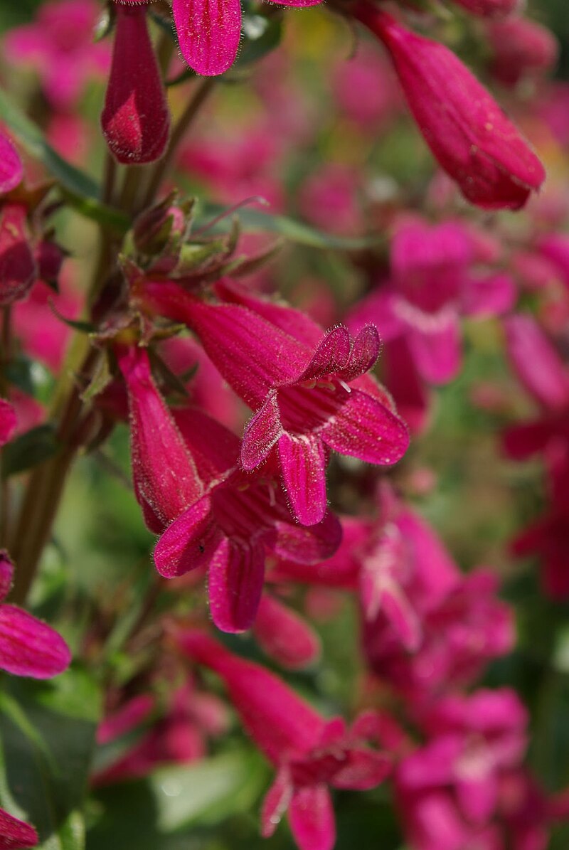 Пенстемон Harlequin Red