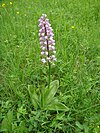 Helmknabenkraut Orchis militaris.JPG