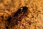 Miniatura para Helophorus laticollis