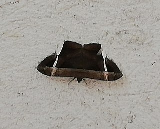 <i>Hemeroblemma mexicana</i> Species of moth