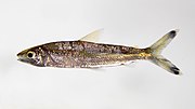 Miniatura para Hemiodus microlepis