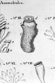 Les « animalcules » découverts par Henry Baker et son microscope