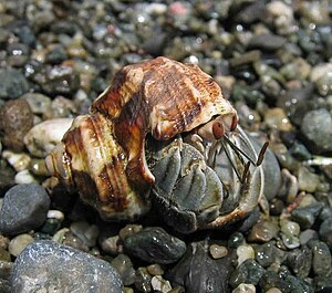 Hermit crab corcovado.jpg