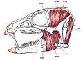 Heterodontosaurus jaw muscles.jpg