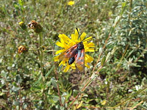 Image description Hieracium umbellatum - Schirm-Habichtskraut - Havikskruid in scherm - Schermhavikskruid - Havikskruid.JPG.