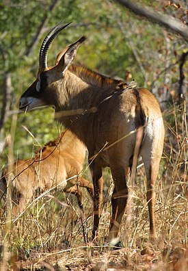 Isohevosantilooppi (Hippotragus equinus)