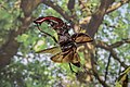 Platz 7: Herwig Winter - Hirschkäfer (Lucanus cervus) im Flug im FFH-Gebiet Reliktwald Lampertheim