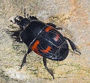 Billedbeskrivelse Hister quadrimaculatus MHNT Fronton Dos.jpg.