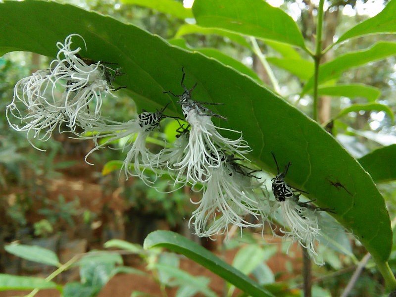 File:Hoppers at Valparai ph 06.jpg