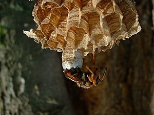 Hornisse: Merkmale, Färbungsvarianten, Verwechslungsmöglichkeiten