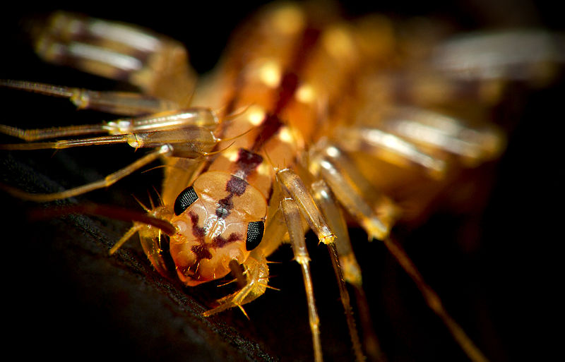 File:HouseCentipedeCloseup.jpg