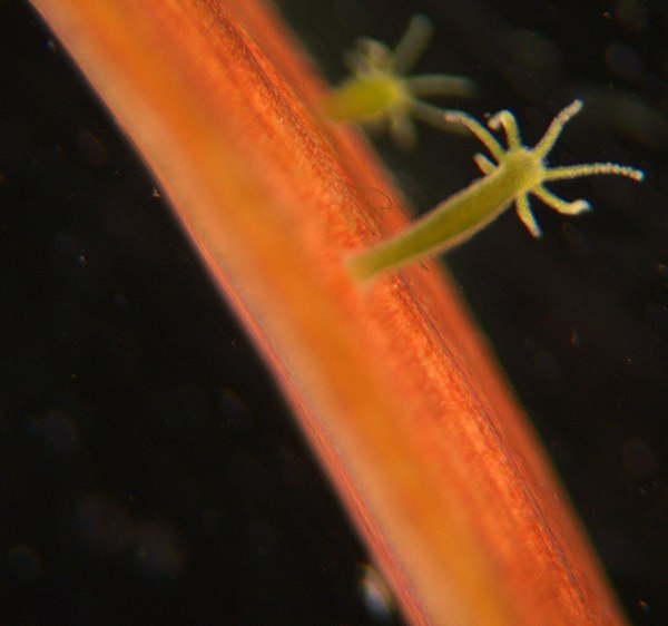 Hydra attached to a substrate