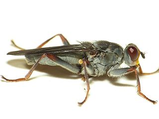 <i>Hydromyza</i> genus of insects