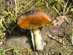 Hygrocybe conica2.jpg