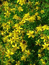 Hypericum perforatum (common St. John's wort)