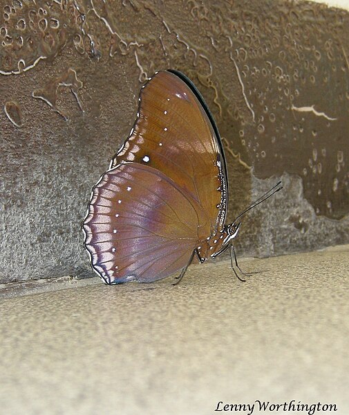 File:Hypolimnas bolina jacintha (Drury, 1773) (16058273728).jpg