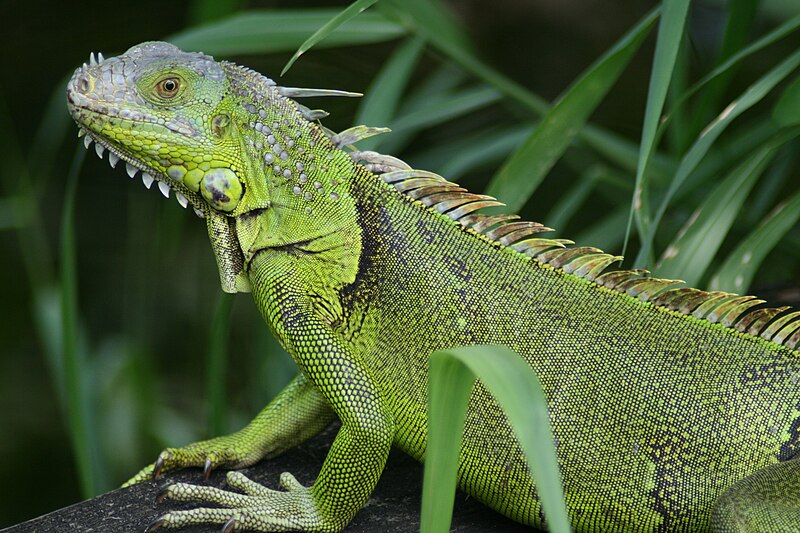 File:Iguana iguana Fern Forest.JPG